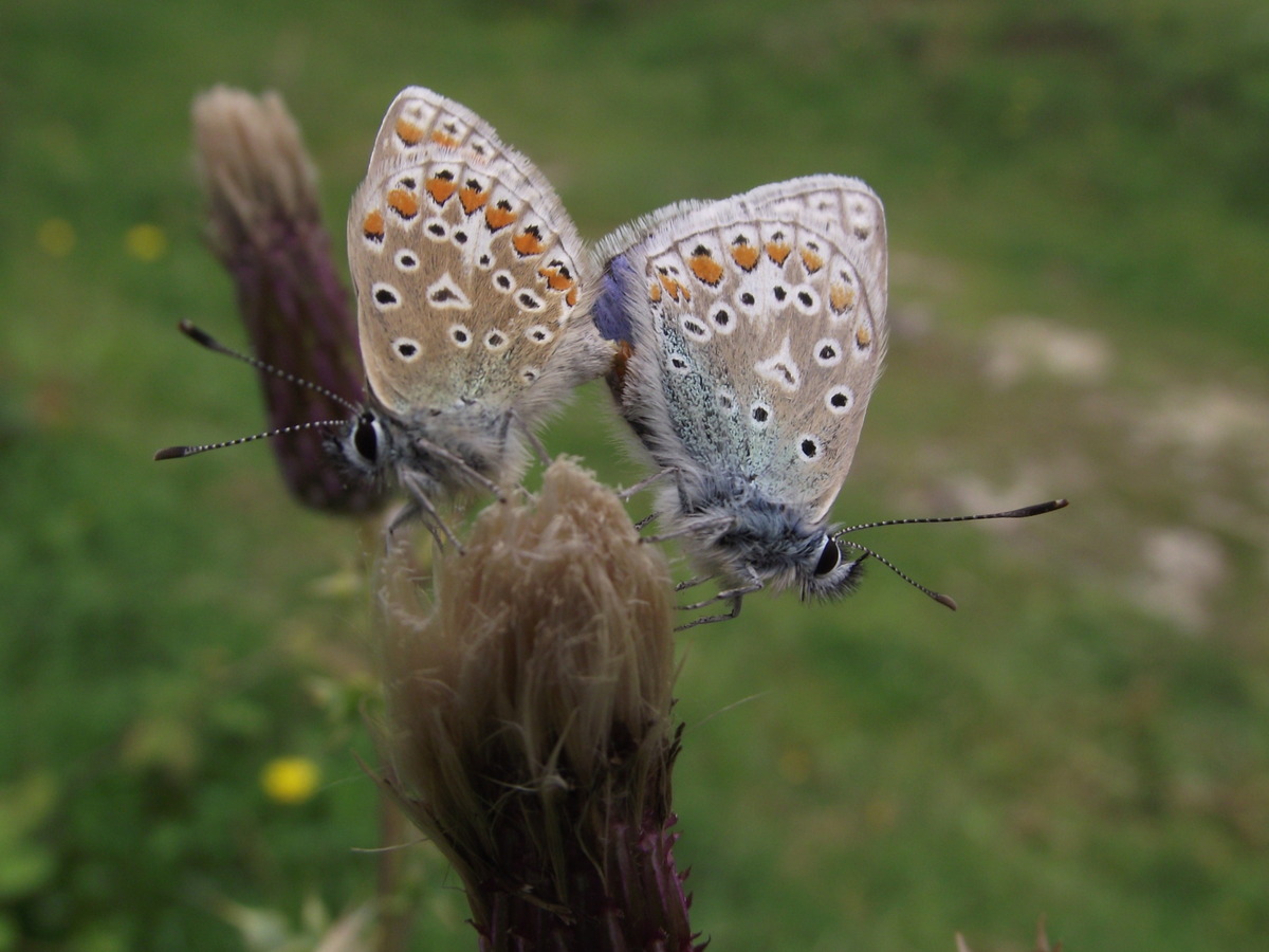 Common Blue butterflies mating